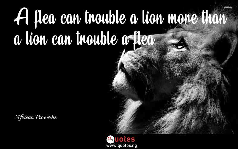 A flea can trouble a lion more than a lion can trouble a flea. - African Proverbs  Quotes
