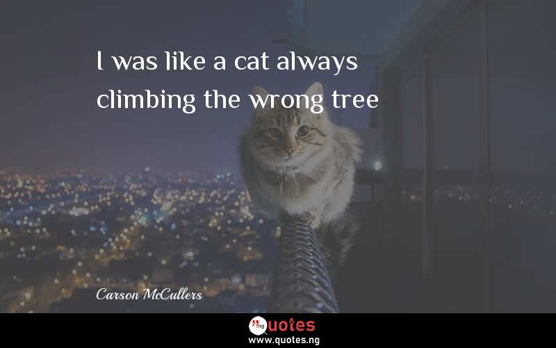 I was like a cat always climbing the wrong tree
