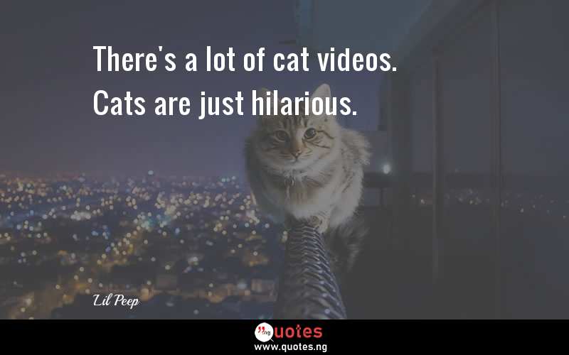 There's a lot of cat videos. Cats are just hilarious. - Lil Peep  Quotes